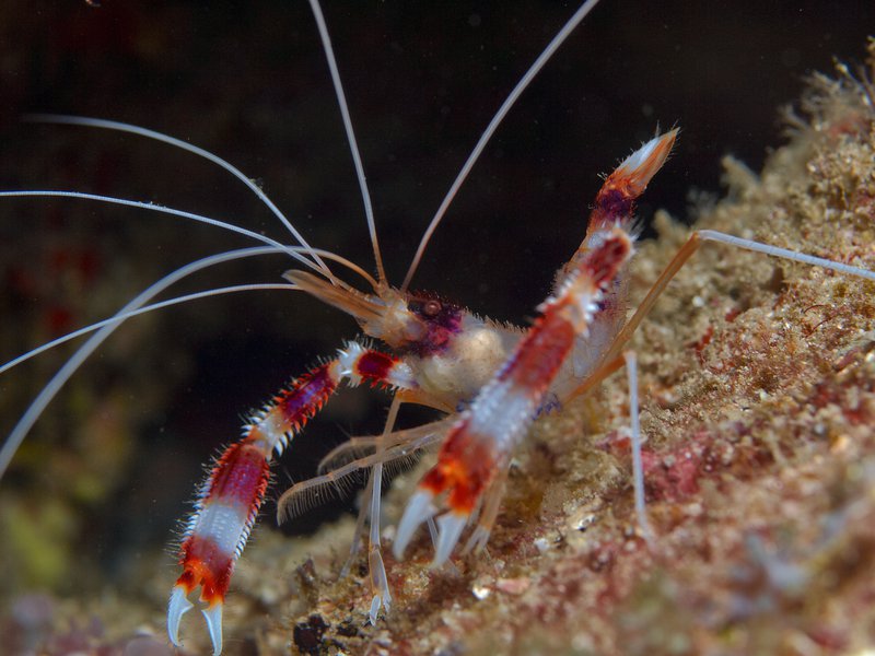 Boxer Shrimp, Manta Point